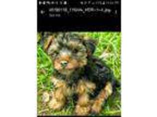 Yorkshire Terrier Puppy for sale in Castro Valley, CA, USA