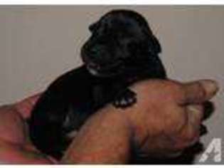 Great Dane Puppy for sale in TULSA, OK, USA