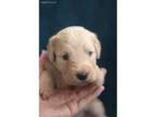 Goldendoodle Puppy for sale in Athens, TN, USA