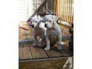American Bulldog Puppy for sale in FAYETTEVILLE, TN, USA