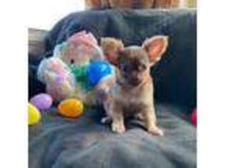 Chihuahua Puppy for sale in Gray, GA, USA