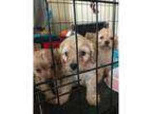 Cavapoo Puppy for sale in Crigglestone, West Yorkshire (England), United Kingdom