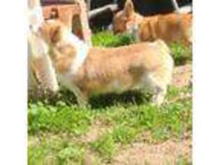 Pembroke Welsh Corgi Puppy for sale in Livonia, MI, USA