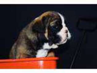 Bulldog Puppy for sale in Blackshear, GA, USA