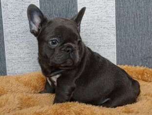 French Bulldog Puppy for sale in Winona, MN, USA