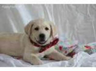 Labrador Retriever Puppy for sale in Auburn, KY, USA