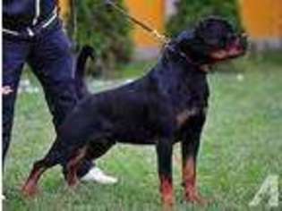 Rottweiler Puppy for sale in FIFE LAKE, MI, USA