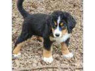 Bernese Mountain Dog Puppy for sale in Auburn, WA, USA