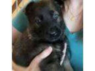 German Shepherd Dog Puppy for sale in Mooresville, NC, USA