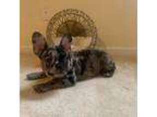 French Bulldog Puppy for sale in Mableton, GA, USA
