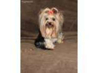 Yorkshire Terrier Puppy for sale in Mission, TX, USA