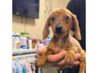 Dachshund Puppy for sale in Freehold, NJ, USA
