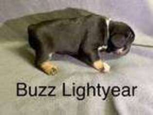 French Bulldog Puppy for sale in Van Buren, AR, USA