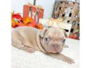 French Bulldog Puppy for sale in Orangevale, CA, USA