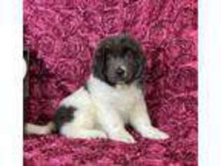 Newfoundland Puppy for sale in East Sparta, OH, USA