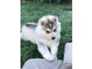 Siberian Husky Puppy for sale in Cerritos, CA, USA