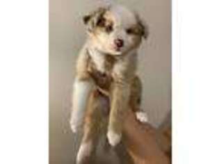 Miniature Australian Shepherd Puppy for sale in Charlotte, NC, USA