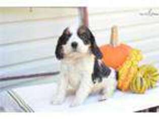 Cavalier King Charles Spaniel Puppy for sale in Cleveland, OH, USA