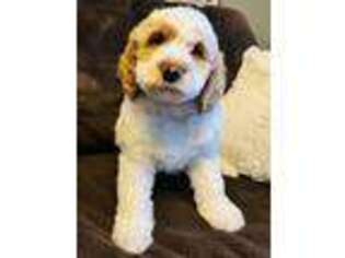 Goldendoodle Puppy for sale in Allenton, WI, USA