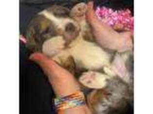 Mutt Puppy for sale in Wilkesboro, NC, USA