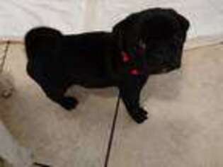 Pug Puppy for sale in Colorado Springs, CO, USA