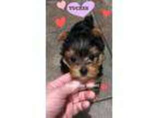 Yorkshire Terrier Puppy for sale in Sioux City, IA, USA