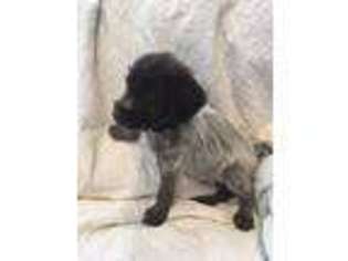 Wirehaired Pointing Griffon Puppy for sale in Pasco, WA, USA