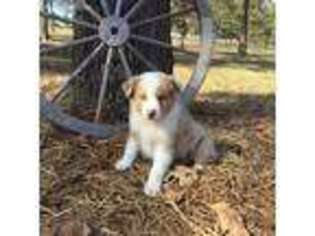 Australian Shepherd Puppy for sale in Mountain Home, AR, USA