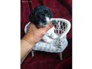 Mutt Puppy for sale in Reddick, FL, USA