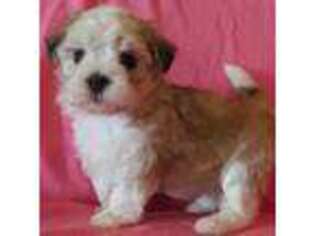 Havanese Puppy for sale in Orrville, OH, USA