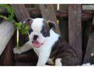 Boston Terrier Puppy for sale in Columbia, MO, USA