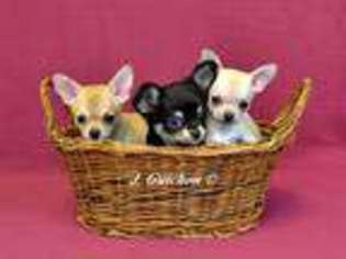 Chihuahua Puppy for sale in PURCELLVILLE, VA, USA
