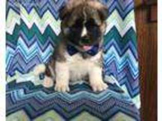 Akita Puppy for sale in Peach Bottom, PA, USA