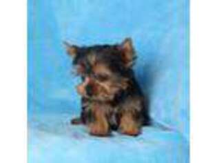 Yorkshire Terrier Puppy for sale in Butler, MO, USA