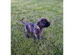 Mastiff Puppy for sale in Wabash, IN, USA