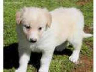 Border Collie Puppy for sale in Midpines, CA, USA