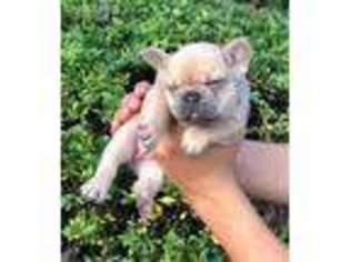French Bulldog Puppy for sale in Limestone, TN, USA