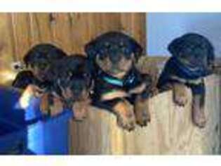 Rottweiler Puppy for sale in Louisville, KY, USA