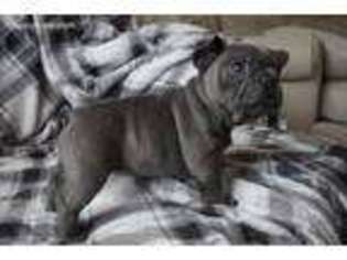 French Bulldog Puppy for sale in Thompsons Station, TN, USA