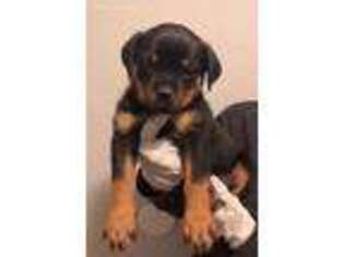 Rottweiler Puppy for sale in San Jose, CA, USA