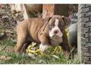 Olde English Bulldogge Puppy for sale in Akron, OH, USA