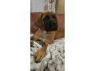 Mastiff Puppy for sale in Gladstone, OR, USA
