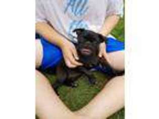 Pug Puppy for sale in Gurley, AL, USA