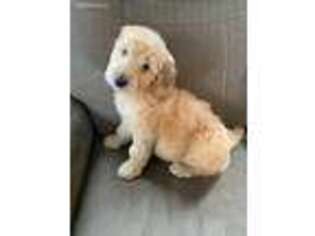Irish Setter Puppy for sale in La Fargeville, NY, USA