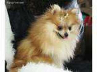 Pomeranian Puppy for sale in Natick, MA, USA