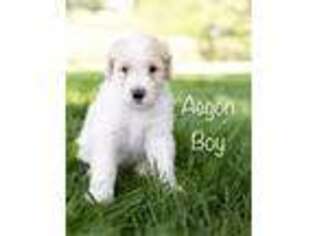 Mutt Puppy for sale in Grant City, MO, USA