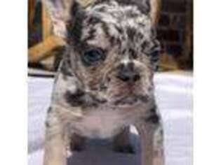 French Bulldog Puppy for sale in Loganville, GA, USA