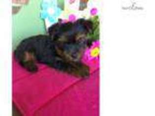 Yorkshire Terrier Puppy for sale in Topeka, KS, USA