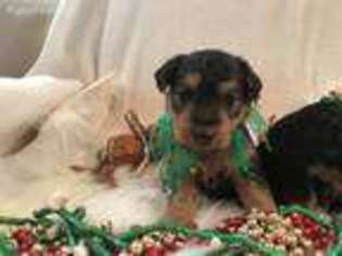 Welsh Terrier Puppy for sale in Lincoln, KS, USA