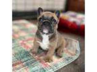 French Bulldog Puppy for sale in Sand Springs, OK, USA